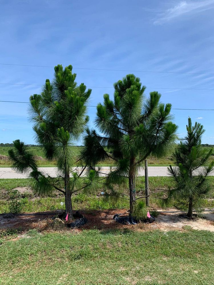 pinus-elliottii-densa-densa-pine-south-florida-slash-pine