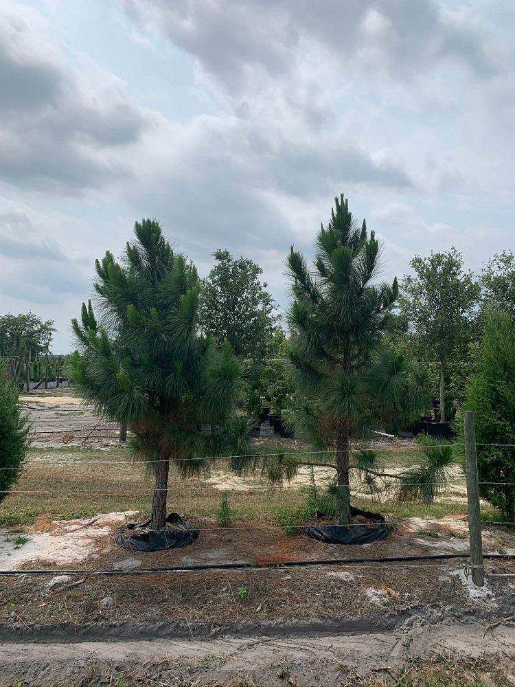 pinus-elliottii-densa-densa-pine-south-florida-slash-pine