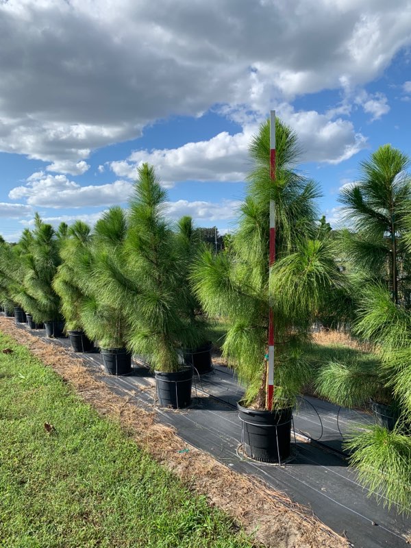pinus-elliottii-densa-densa-pine-south-florida-slash-pine