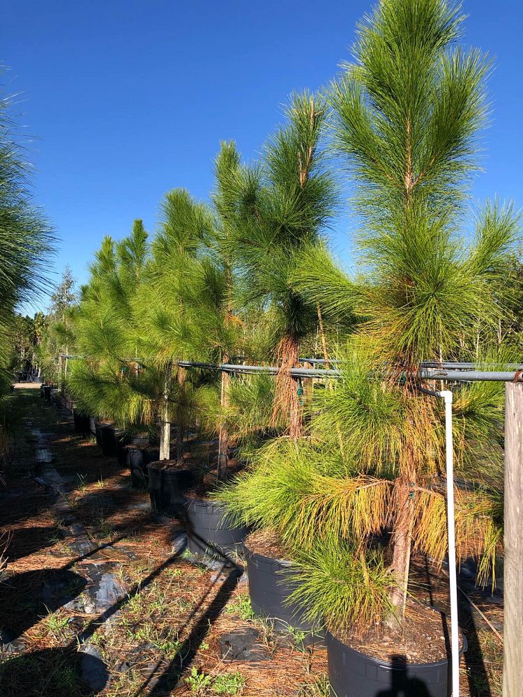 pinus-elliottii-densa-densa-pine-south-florida-slash-pine
