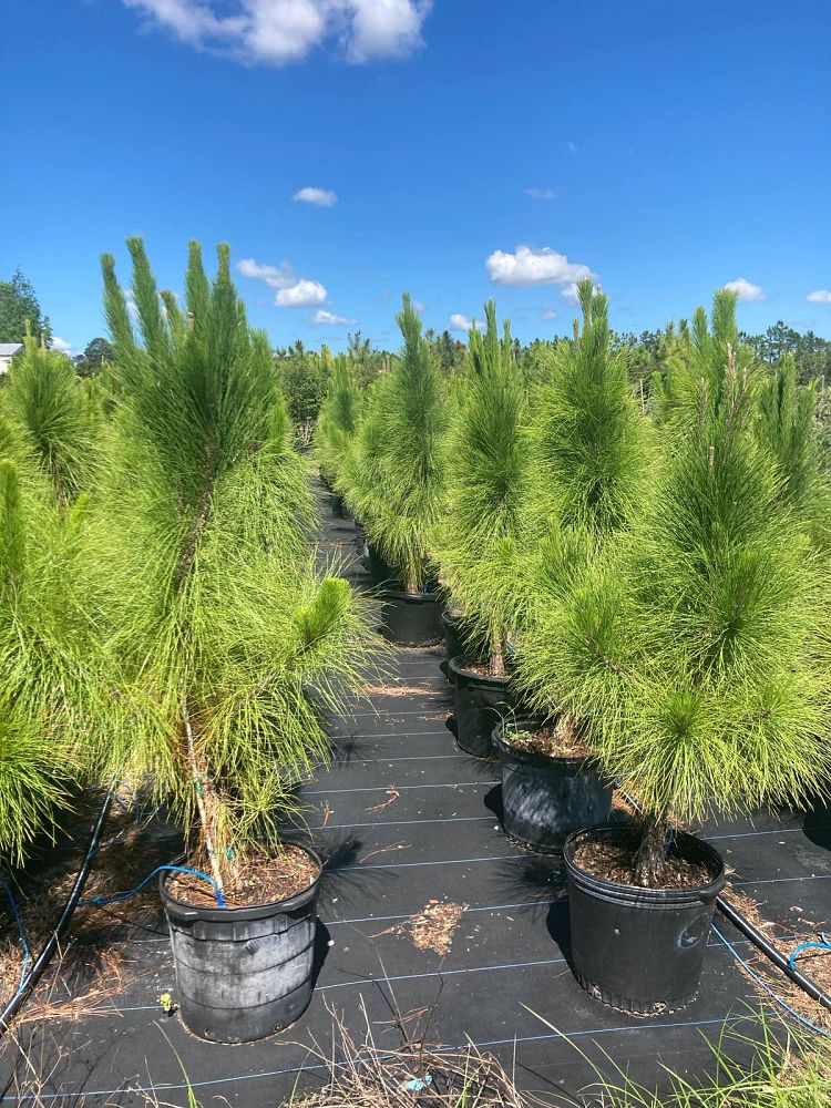 pinus-elliottii-densa-densa-pine-south-florida-slash-pine