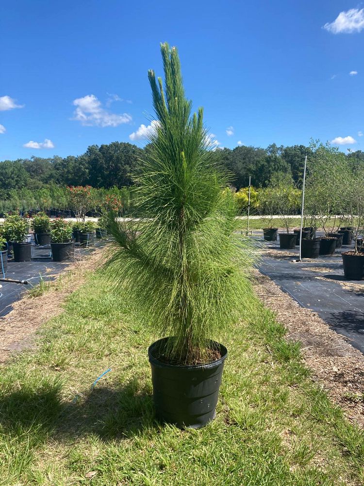 pinus-elliottii-densa-densa-pine-south-florida-slash-pine