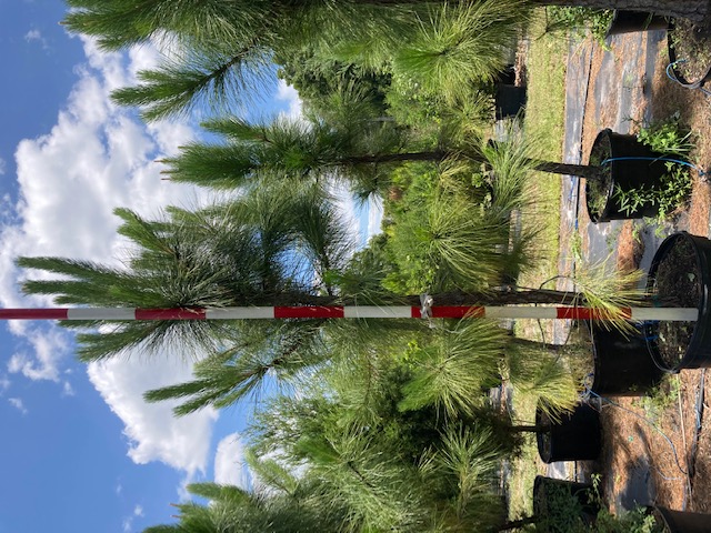 pinus-elliottii-densa-densa-pine-south-florida-slash-pine