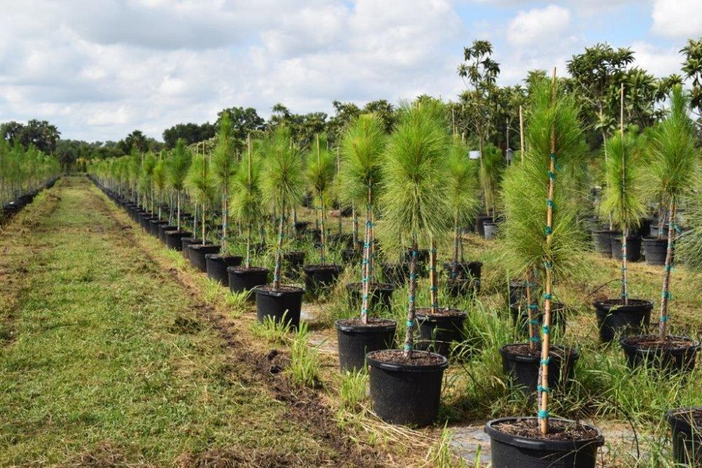 pinus-elliottii-densa-densa-pine-south-florida-slash-pine