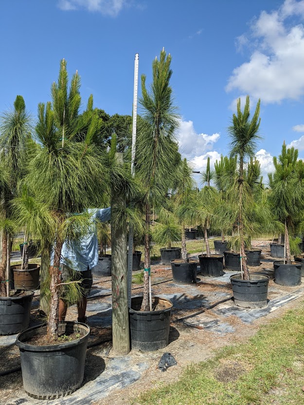 pinus-elliottii-densa-densa-pine-south-florida-slash-pine