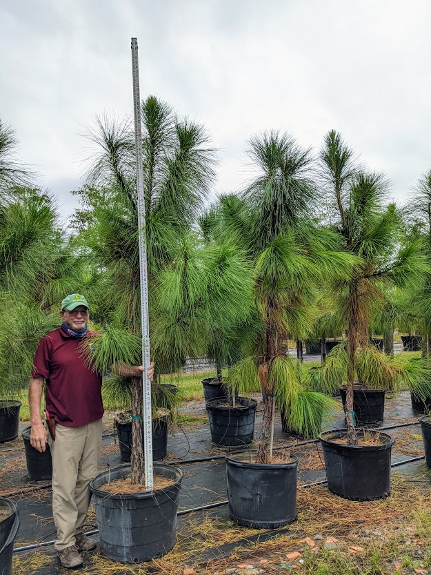 pinus-elliottii-densa-densa-pine-south-florida-slash-pine