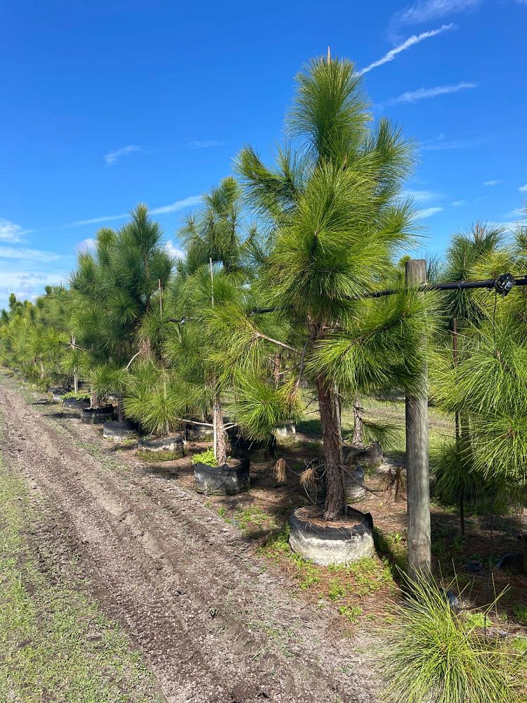 pinus-elliottii-densa-densa-pine-south-florida-slash-pine