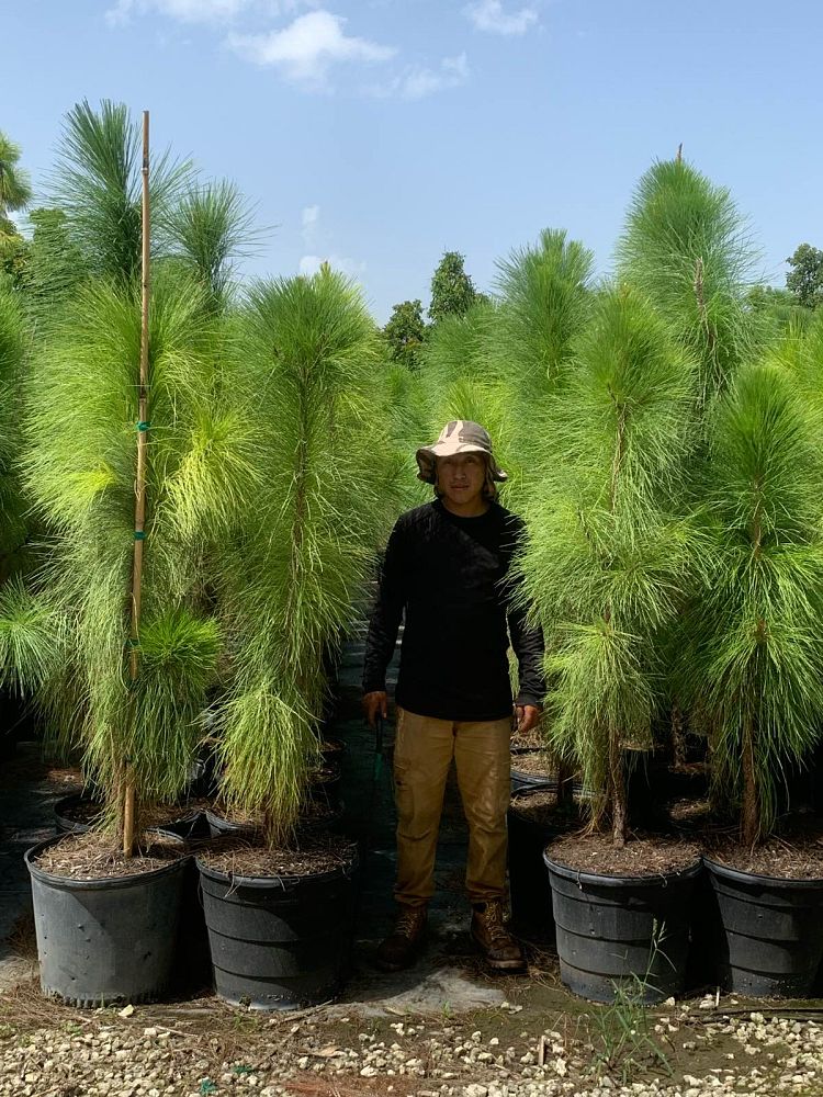 pinus-elliottii-densa-densa-pine-south-florida-slash-pine