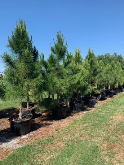 pinus-elliottii-densa-densa-pine-south-florida-slash-pine