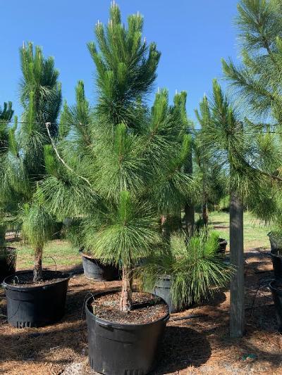 pinus-elliottii-densa-densa-pine-south-florida-slash-pine