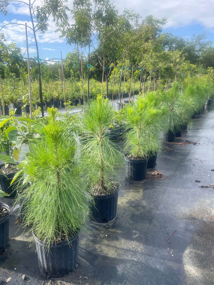 pinus-elliottii-densa-densa-pine-south-florida-slash-pine
