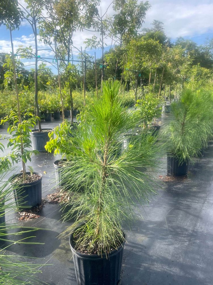 pinus-elliottii-densa-densa-pine-south-florida-slash-pine