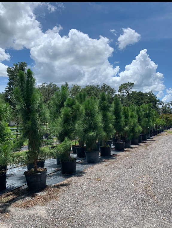 pinus-elliottii-densa-densa-pine-south-florida-slash-pine