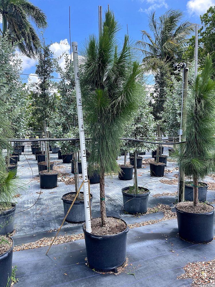 pinus-elliottii-densa-densa-pine-south-florida-slash-pine