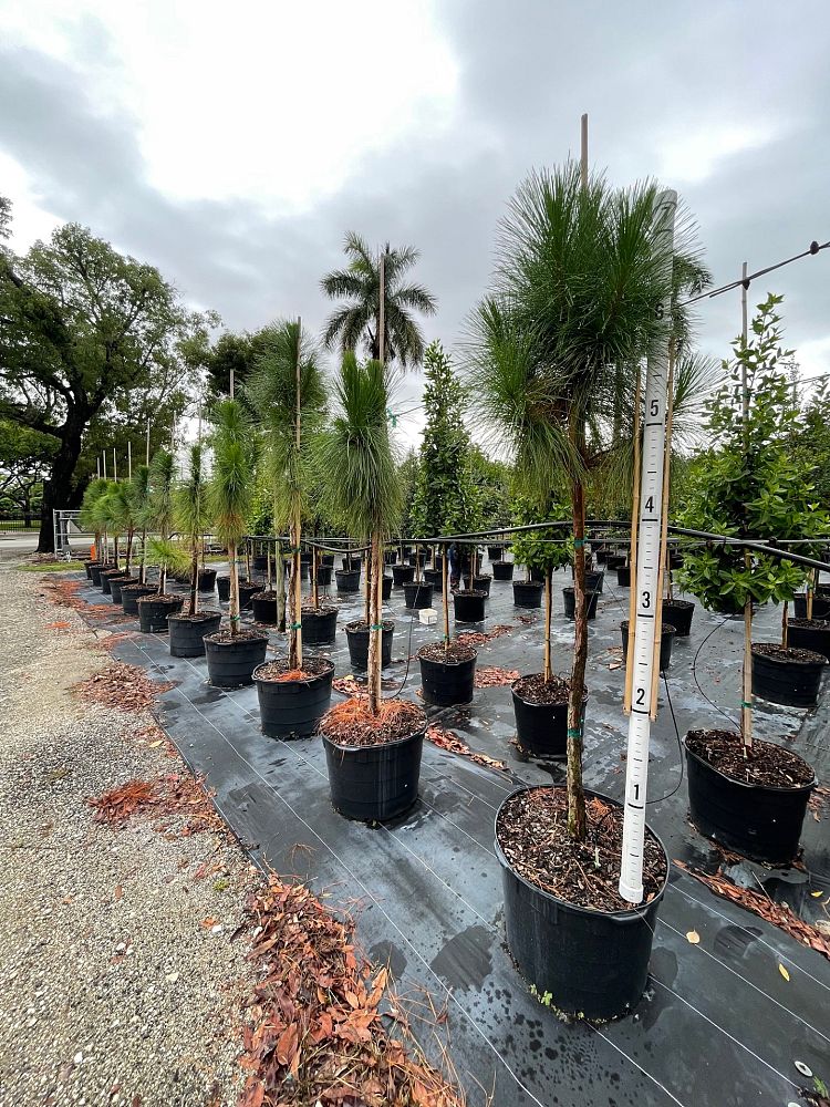 pinus-elliottii-densa-densa-pine-south-florida-slash-pine