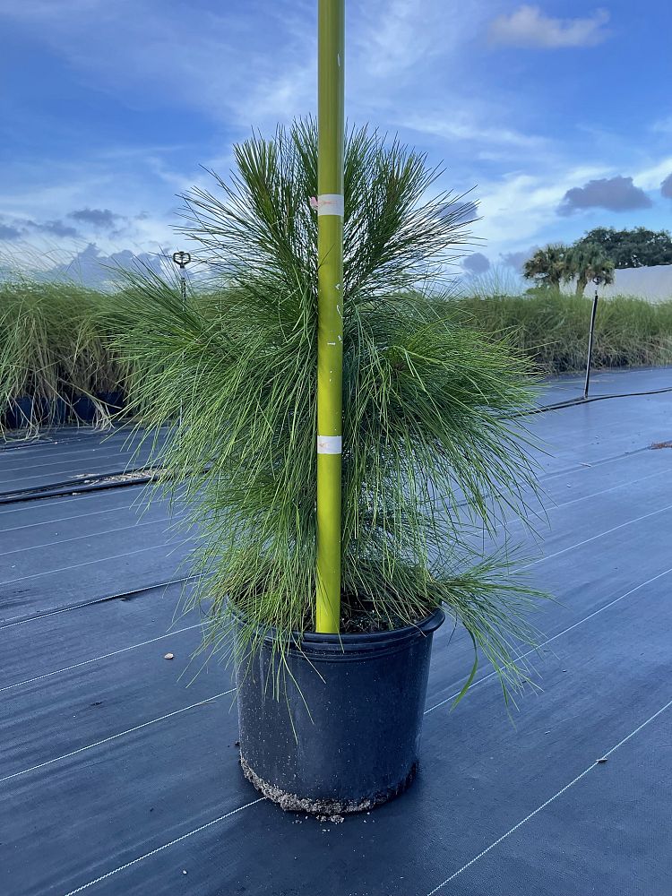 pinus-elliottii-densa-densa-pine-south-florida-slash-pine