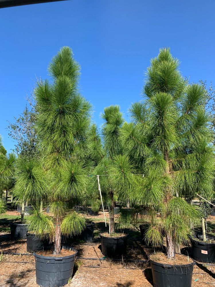 pinus-elliottii-densa-densa-pine-south-florida-slash-pine