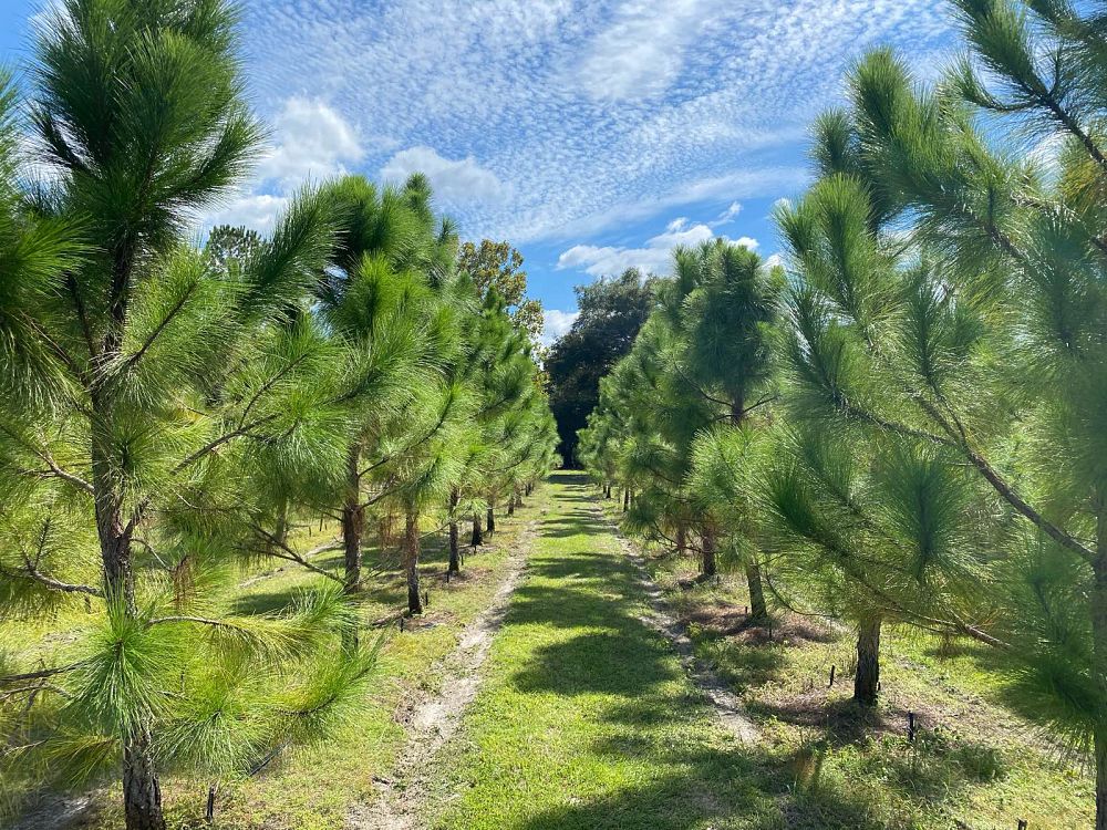 pinus-elliottii-densa-densa-pine-south-florida-slash-pine