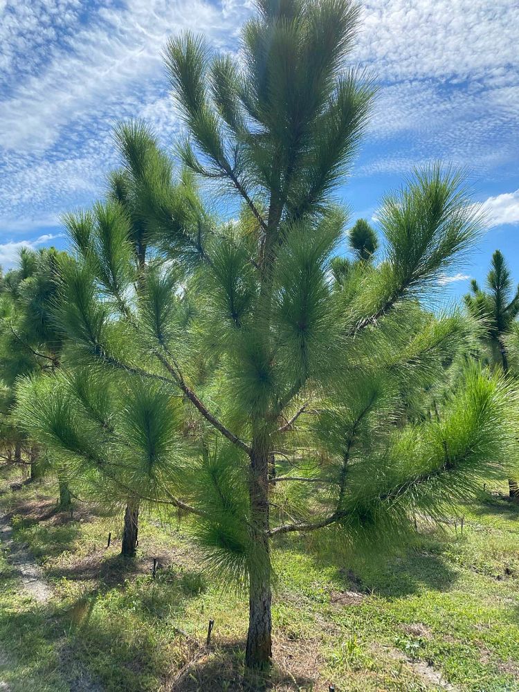 pinus-elliottii-densa-densa-pine-south-florida-slash-pine