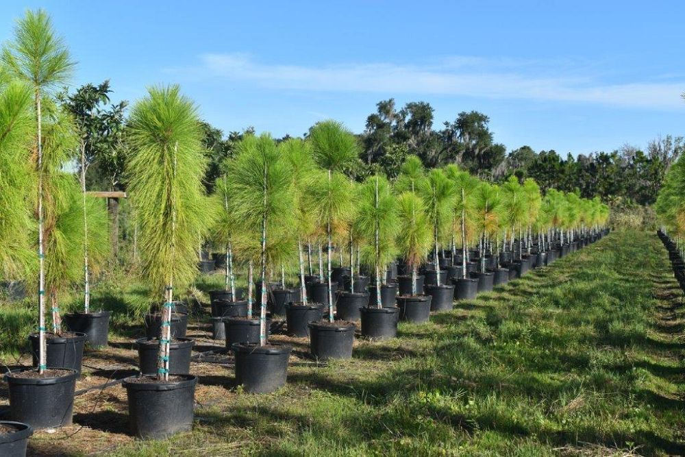 pinus-elliottii-densa-densa-pine-south-florida-slash-pine