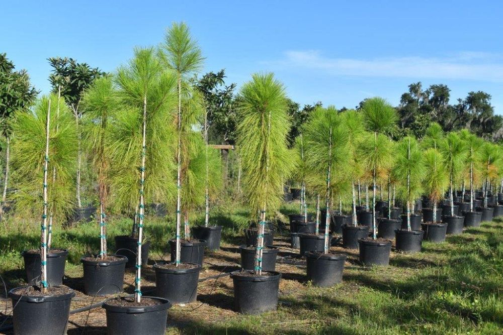 pinus-elliottii-densa-densa-pine-south-florida-slash-pine