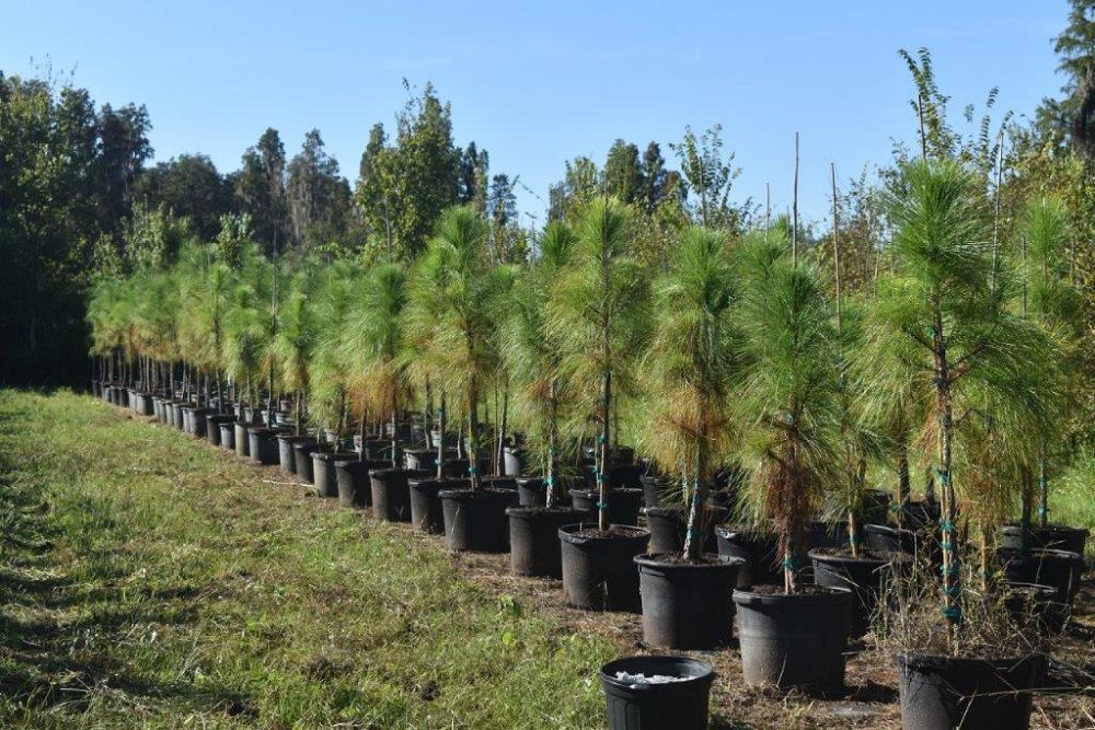pinus-elliottii-densa-densa-pine-south-florida-slash-pine
