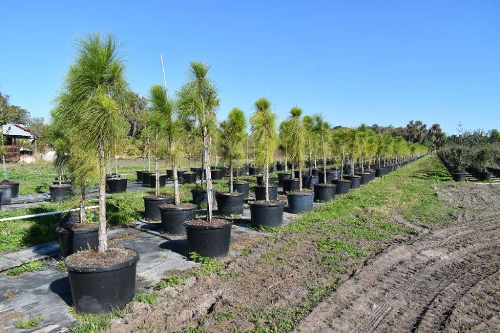 pinus-elliottii-densa-densa-pine-south-florida-slash-pine