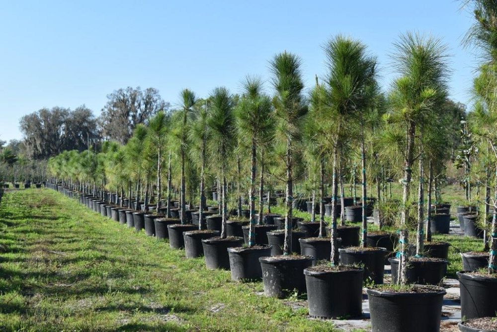 pinus-elliottii-densa-densa-pine-south-florida-slash-pine