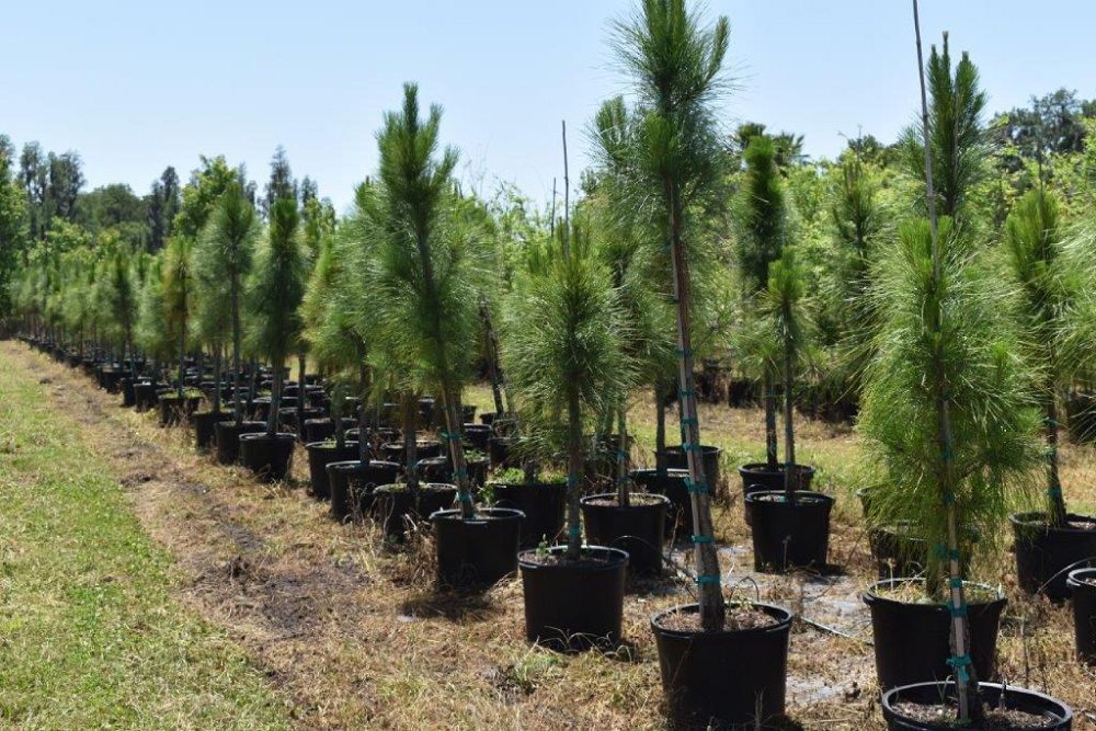 pinus-elliottii-densa-densa-pine-south-florida-slash-pine