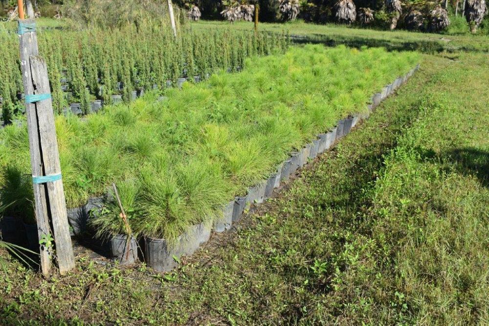 pinus-elliottii-densa-densa-pine-south-florida-slash-pine