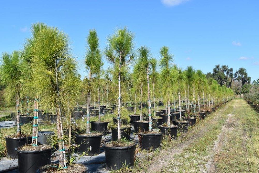 pinus-elliottii-densa-densa-pine-south-florida-slash-pine