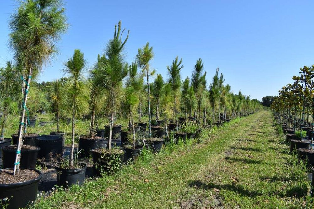 pinus-elliottii-densa-densa-pine-south-florida-slash-pine