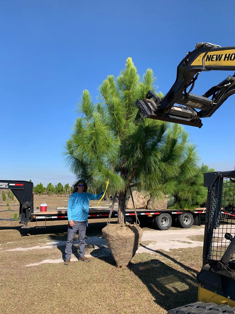 pinus-elliottii-densa-densa-pine-south-florida-slash-pine
