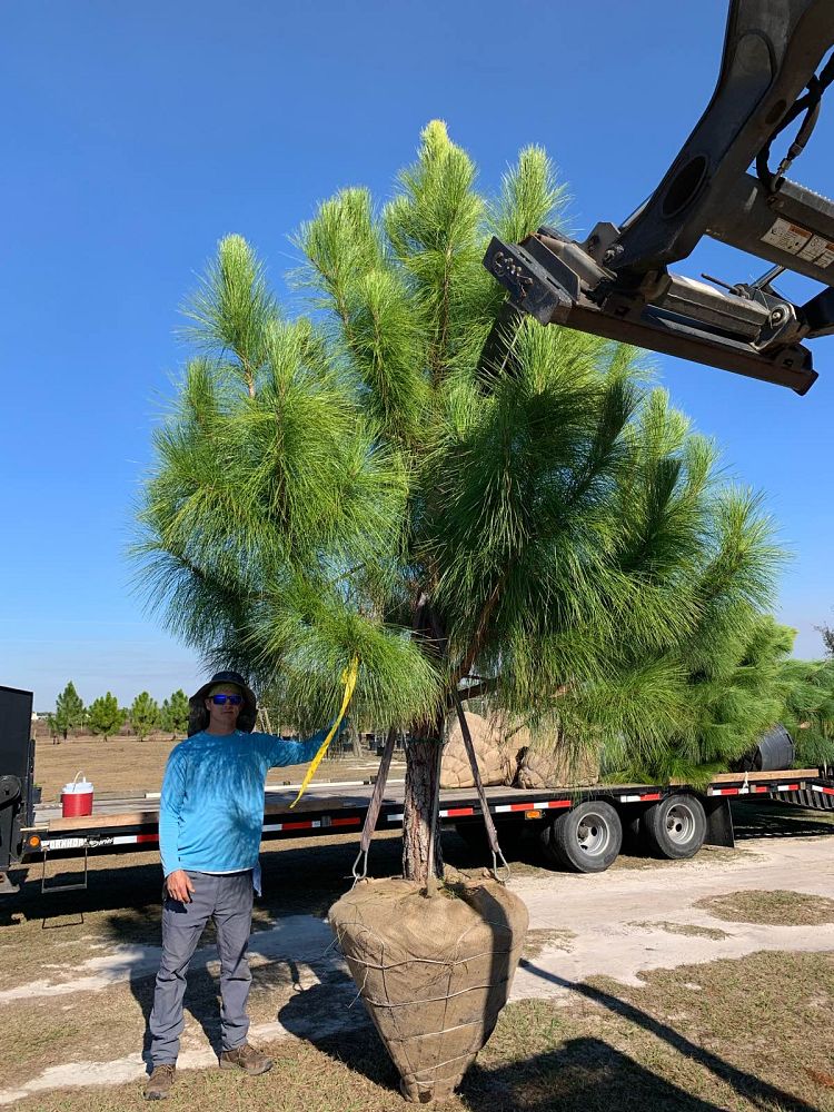 pinus-elliottii-densa-densa-pine-south-florida-slash-pine