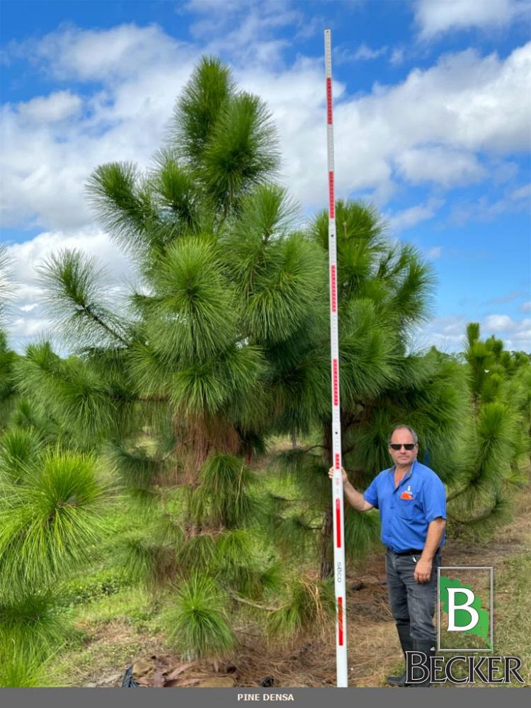 pinus-elliottii-densa-densa-pine-south-florida-slash-pine