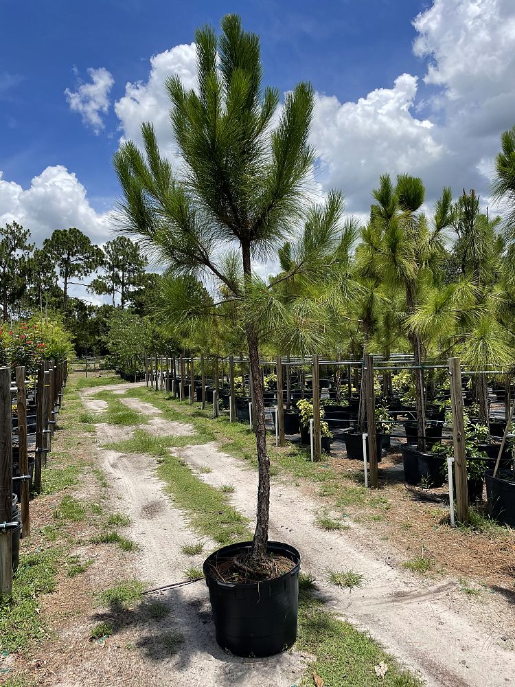 pinus-elliottii-densa-densa-pine-south-florida-slash-pine