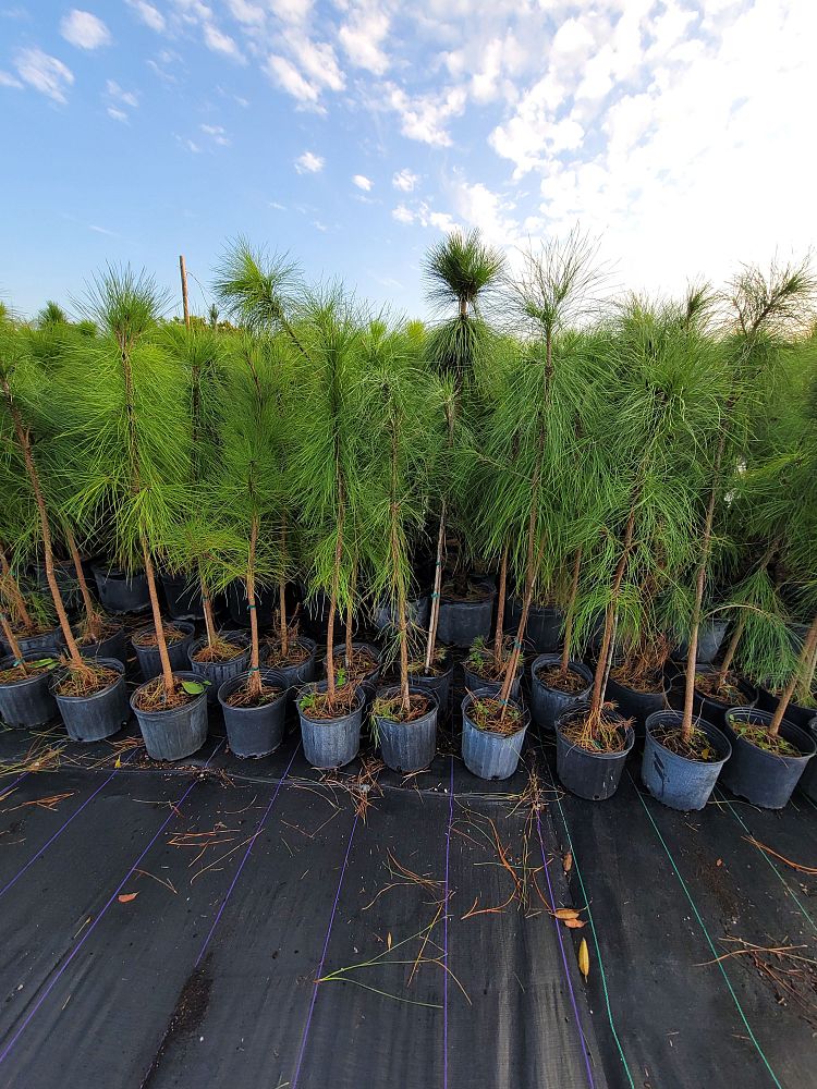 pinus-elliottii-densa-densa-pine-south-florida-slash-pine