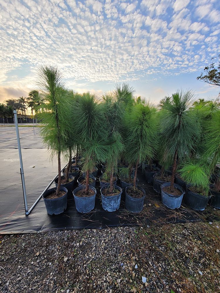 pinus-elliottii-densa-densa-pine-south-florida-slash-pine