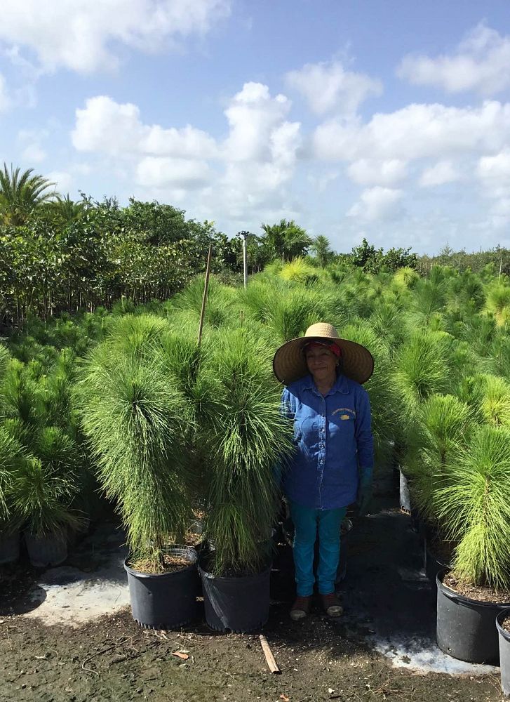 pinus-elliottii-densa-densa-pine-south-florida-slash-pine