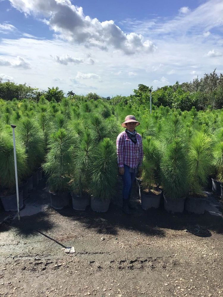 pinus-elliottii-densa-densa-pine-south-florida-slash-pine