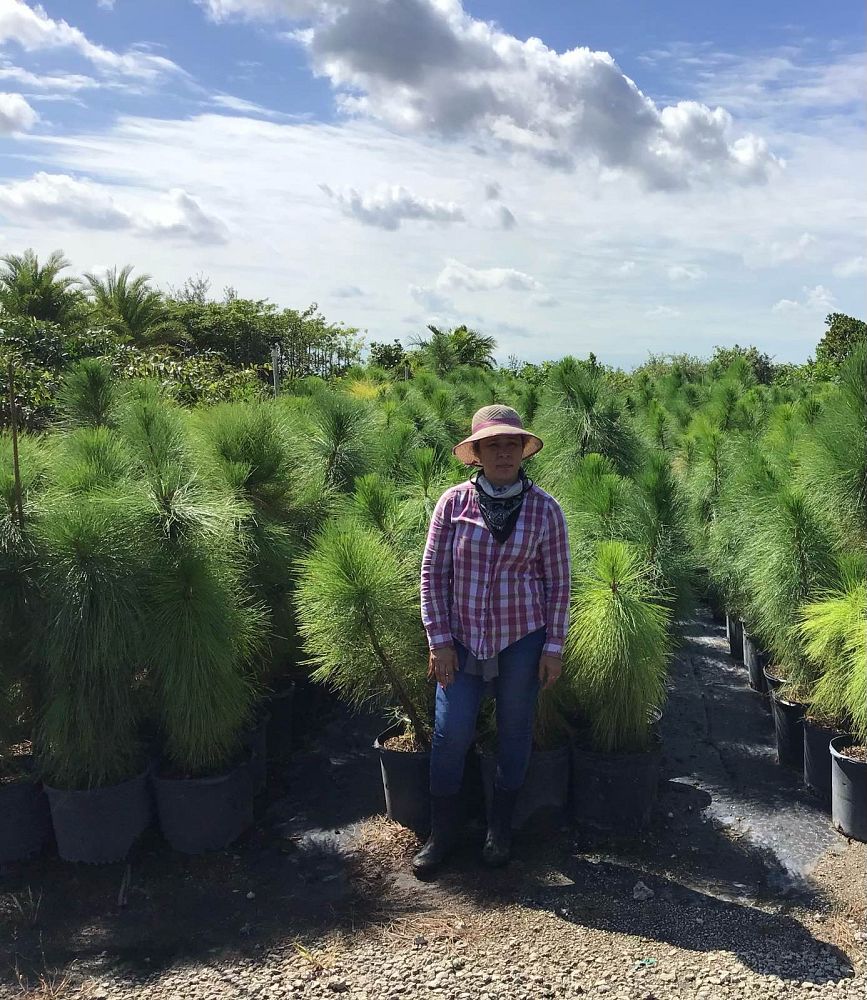 pinus-elliottii-densa-densa-pine-south-florida-slash-pine