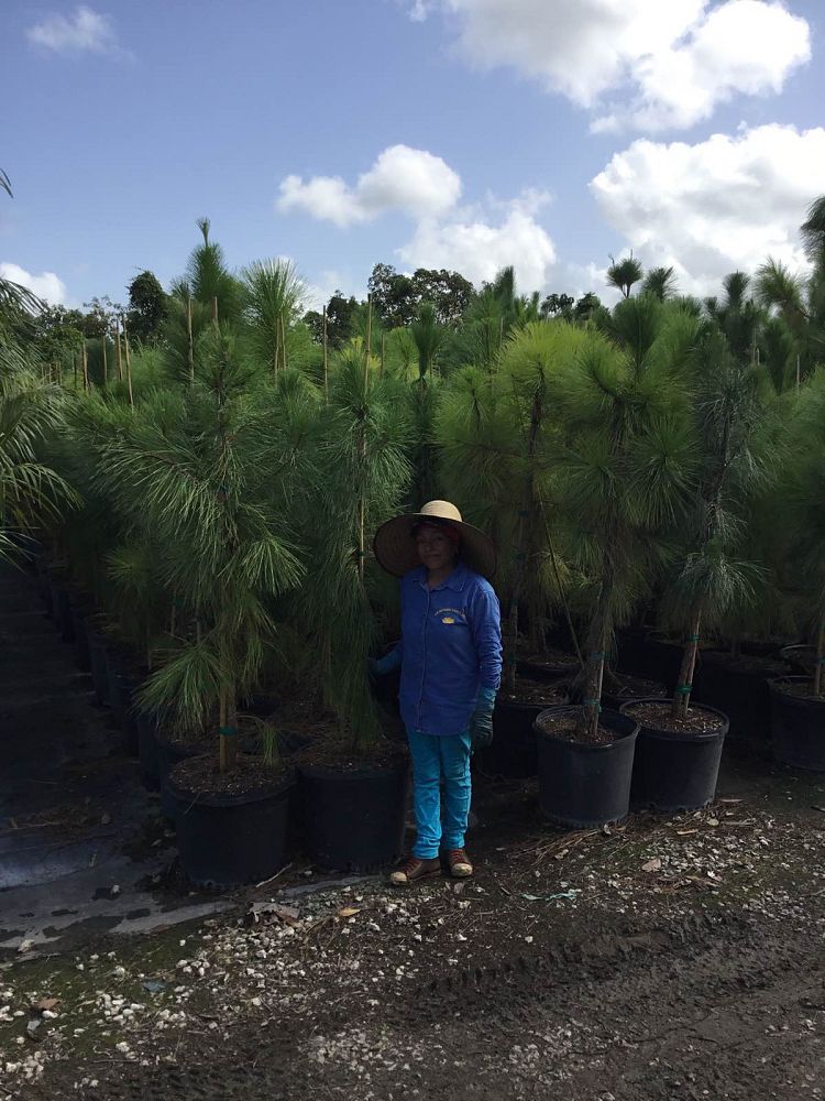 pinus-elliottii-densa-densa-pine-south-florida-slash-pine