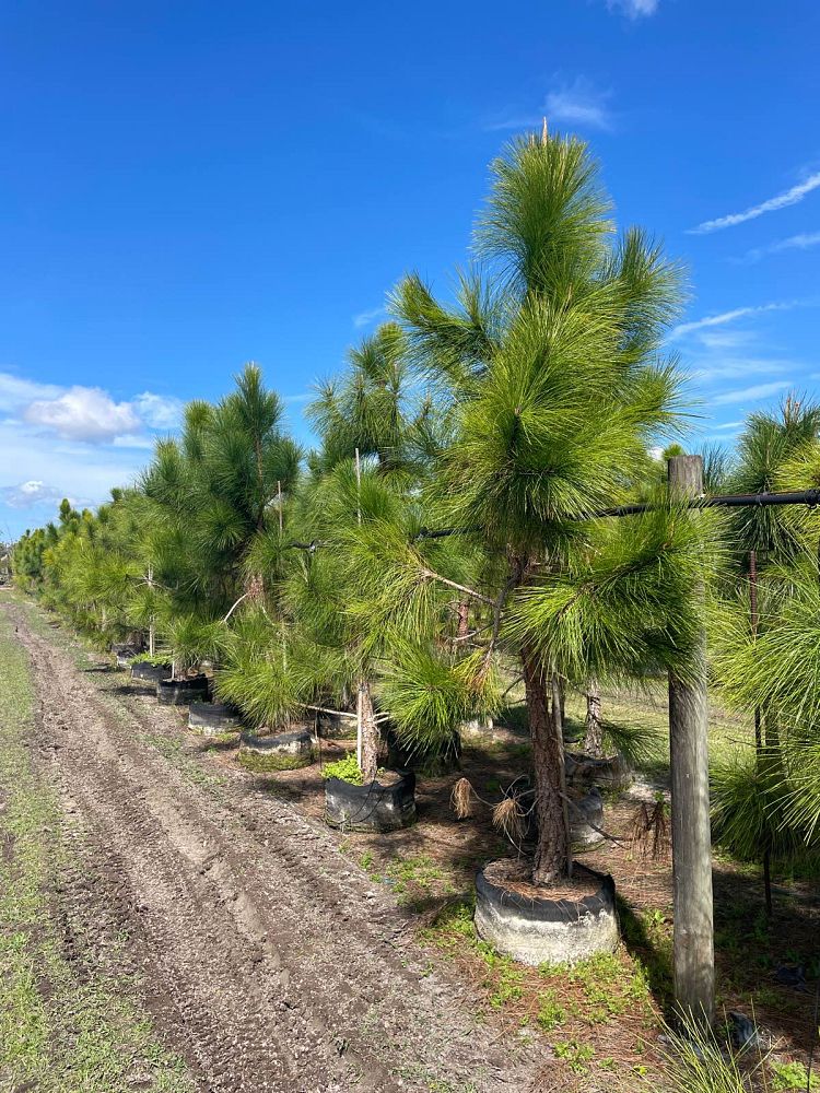 pinus-elliottii-densa-densa-pine-south-florida-slash-pine