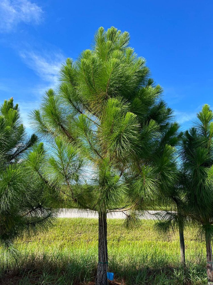 pinus-elliottii-densa-densa-pine-south-florida-slash-pine