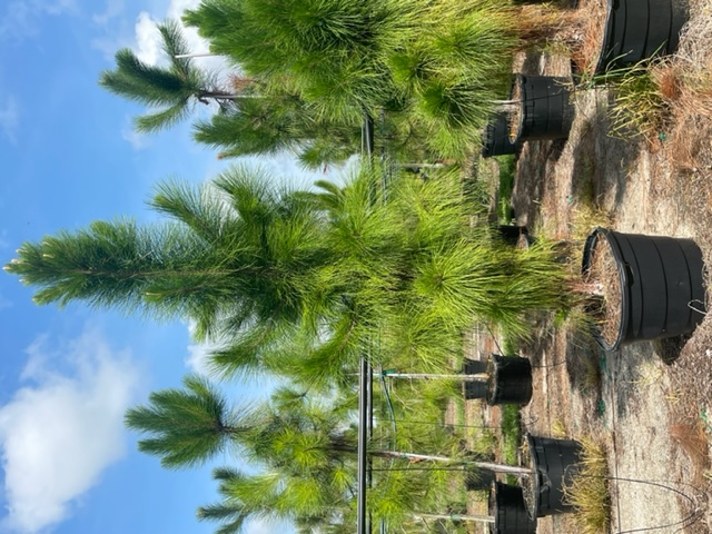 pinus-elliottii-densa-densa-pine-south-florida-slash-pine