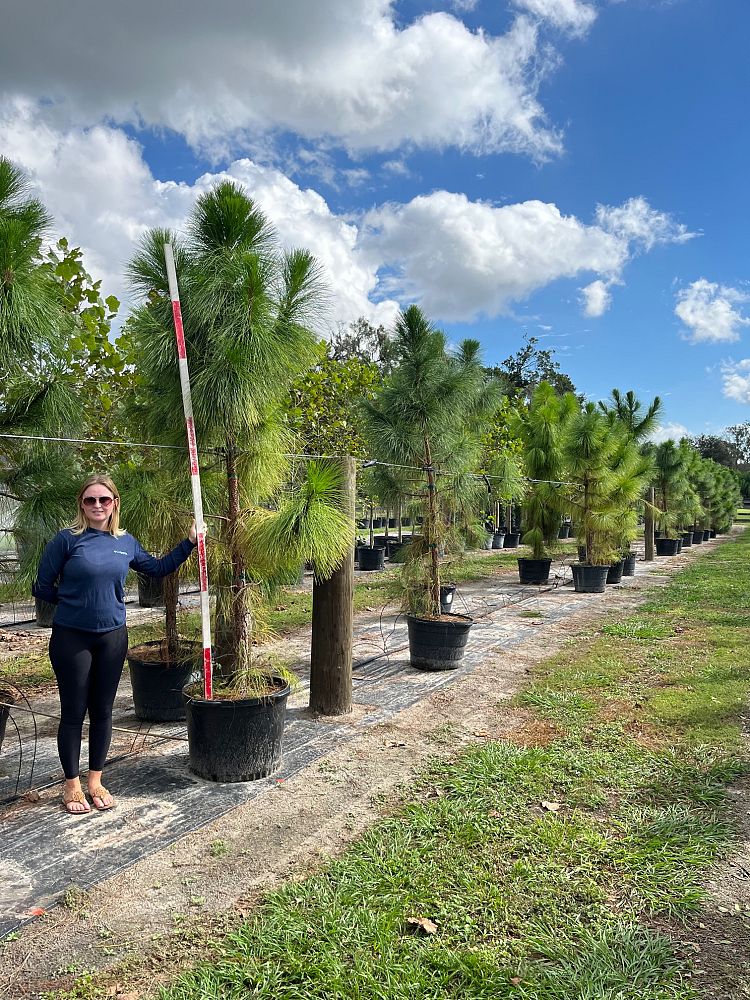 pinus-elliottii-densa-densa-pine-south-florida-slash-pine