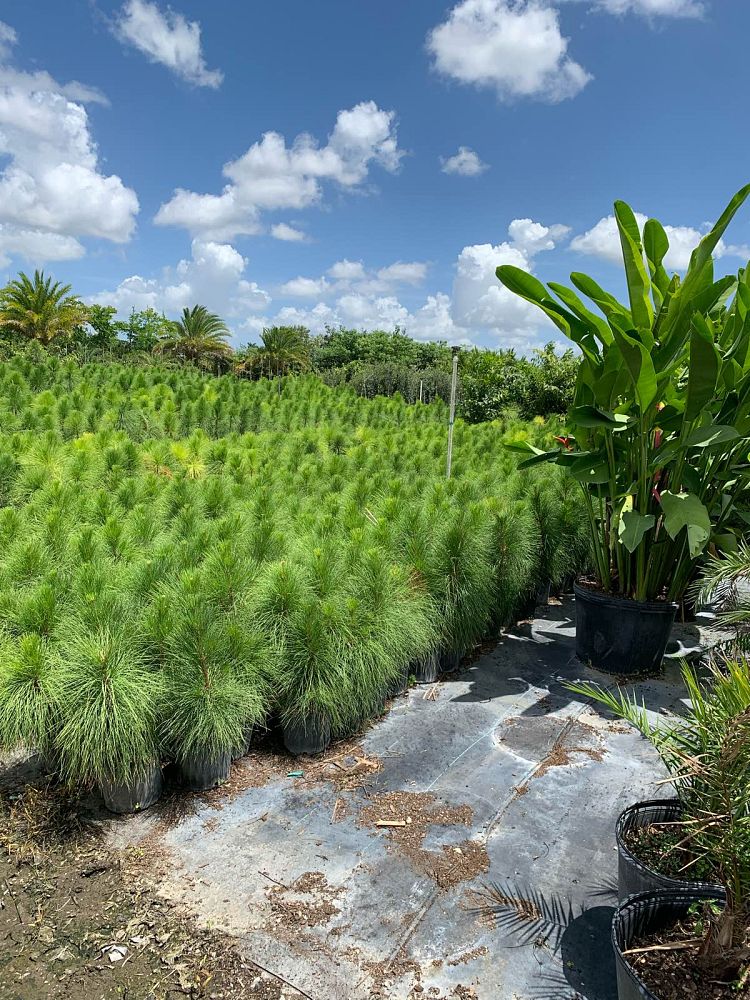 pinus-elliottii-densa-densa-pine-south-florida-slash-pine