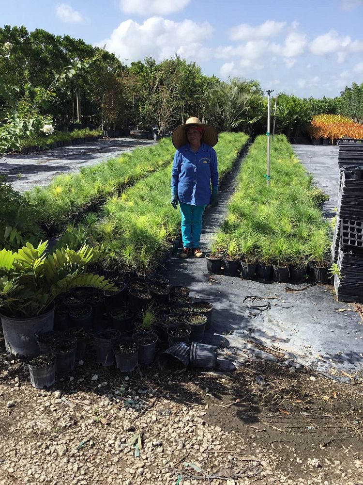 pinus-elliottii-densa-densa-pine-south-florida-slash-pine