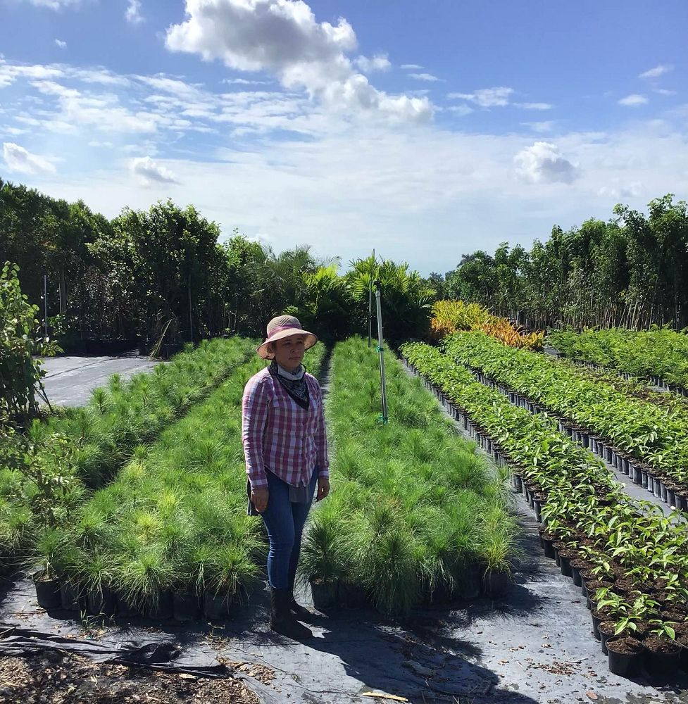 pinus-elliottii-densa-densa-pine-south-florida-slash-pine