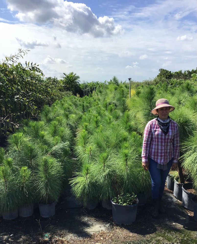 pinus-elliottii-densa-densa-pine-south-florida-slash-pine